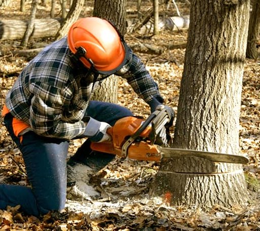 Tree Removal in Old Chatham, NY